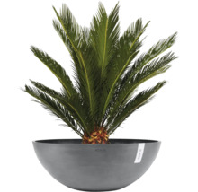 Cycas revoluta in einer grauen Ecopots Pflanzschale.