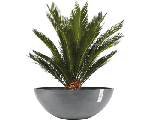 Cycas revoluta in einer grauen Ecopots Pflanzschale.