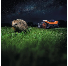 Igel auf Rasen mit Rasenmähroboter im Hintergrund unter Sternenhimmel
