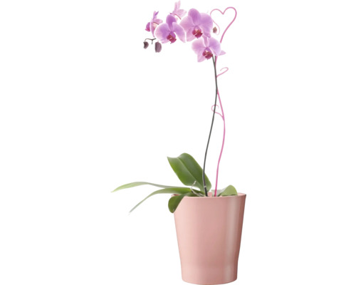 Orchidee in einem Topf
