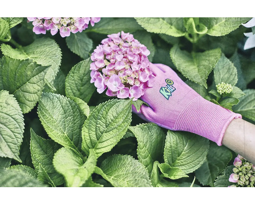 Eine Hand mit einem Gartenhandschuh hält eine Hortensienblüte zwischen grünen Blättern.