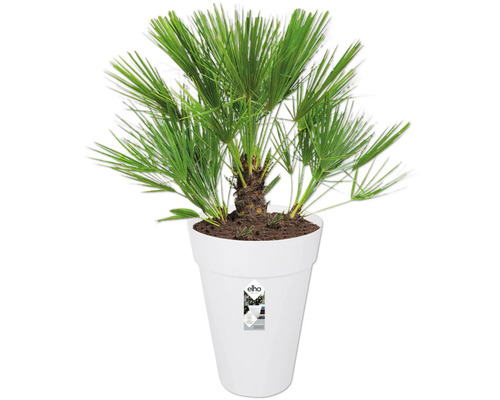 Hanfpalme im weißen Blumentopf von Elho