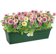 Dahlien in einem grünen Pflanzkasten