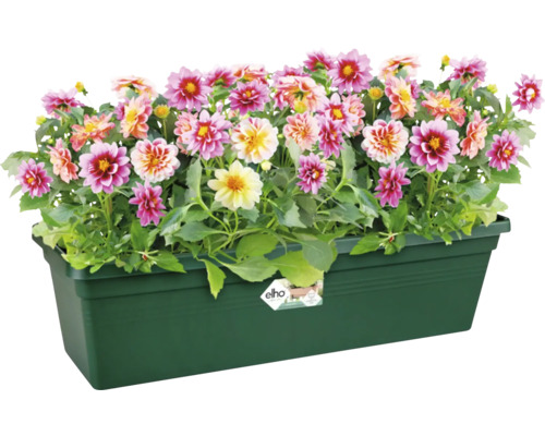 Dahlien in einem grünen Pflanzkasten