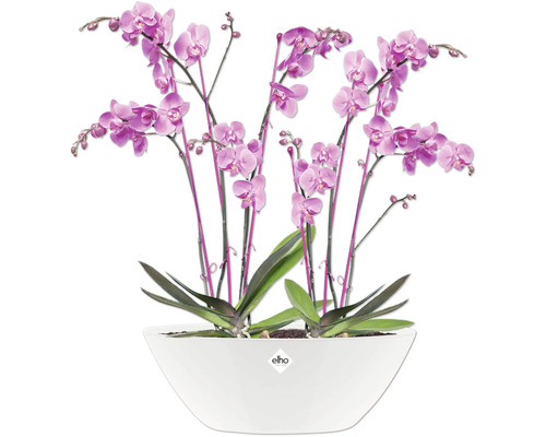 Orchidee in einem weißen Topf der Marke Elho