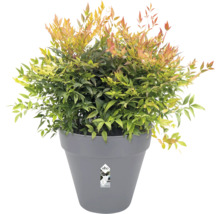 Himmelsbambus im grauen Pflanztopf