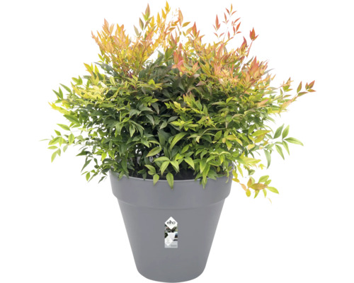 Himmelsbambus im grauen Pflanztopf