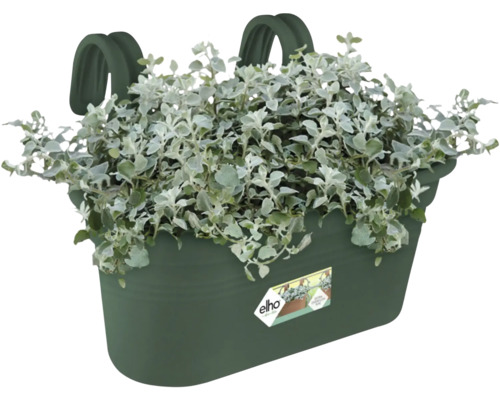 Balkonkasten mit Silberblatt bepflanzt