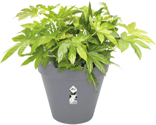 Zimmeraralie im Topf