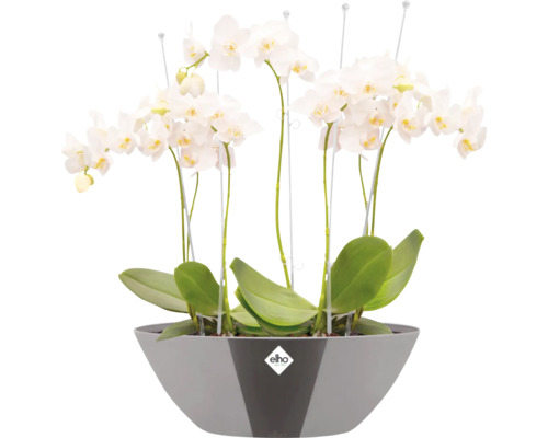 Weisse Orchideen in einem grauen Blumentopf mit Elho Logo