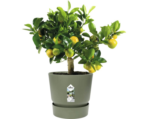 Zitruspflanze im Topf