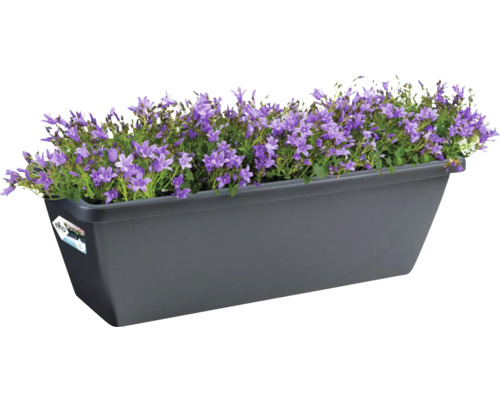 Blumenkasten mit blühenden, violetten Glockenblumen