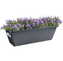 Blumenkasten mit lila Glockenblumen