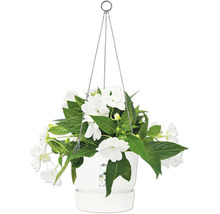 Hängeampel mit weißen Blumen und grünen Blättern in weißem Topf