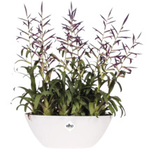 Bromelien-Arrangement in weißem Elho-Pflanzgefäß