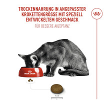 Katze frisst Trockenfutter aus einer Schüssel von Royal Canin