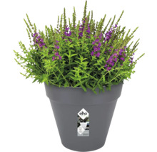 Blumentopf mit blühenden Pflanzen