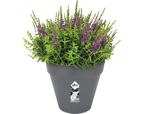 Blumentopf mit blühenden Pflanzen