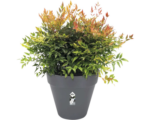 Nandina Pflanze im Topf