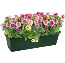 Dahlien in einem Blumenkasten aus Kunststoff