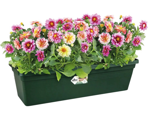 Dahlien in einem Blumenkasten aus Kunststoff