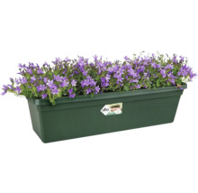 Blumenkasten mit lila Glockenblumen