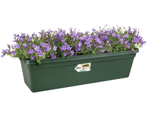 Blumenkasten mit lila Glockenblumen