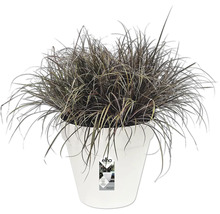 Blumentopf mit Ziergras