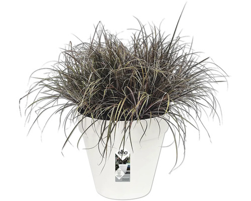 Blumentopf mit Ziergras