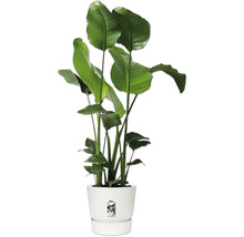 Strelitzie im Topf für Innenräume