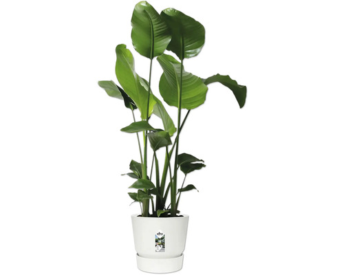 Strelitzie im Topf für Innenräume