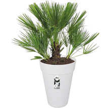 Hanfpalme im weißen Blumentopf