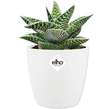 Zimmerpflanze Haworthia im weißen Blumentopf mit Elho Logo