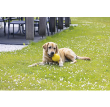 Ein Hund liegt mit einem Ball im Maul auf einer grünen Wiese.