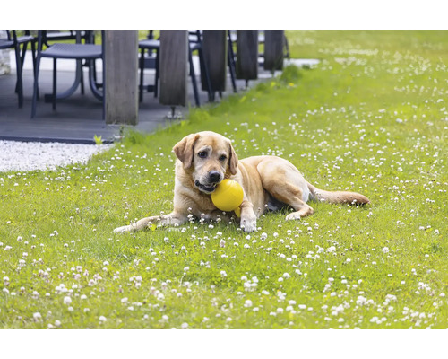 Ein Hund liegt mit einem Ball im Maul auf einer grünen Wiese.