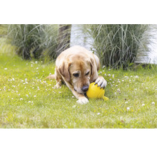Ein Hund liegt auf einer Wiese und spielt mit einem gelben Ball.