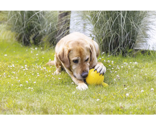 Ein Hund liegt auf einer Wiese und spielt mit einem gelben Ball.