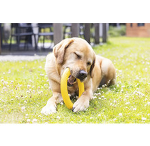 Labrador Retriever mit gelbem Hundespielzeug im Maul liegt auf einer Wiese.