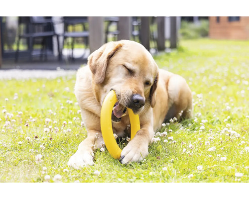 Labrador Retriever mit gelbem Hundespielzeug im Maul liegt auf einer Wiese.
