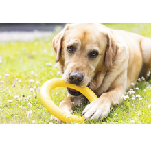 Labrador mit gelbem Hundespielzeug im Gras