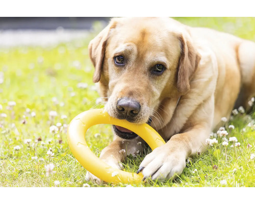 Labrador mit gelbem Hundespielzeug im Gras