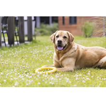 Labrador liegt mit Spielzeug im Garten