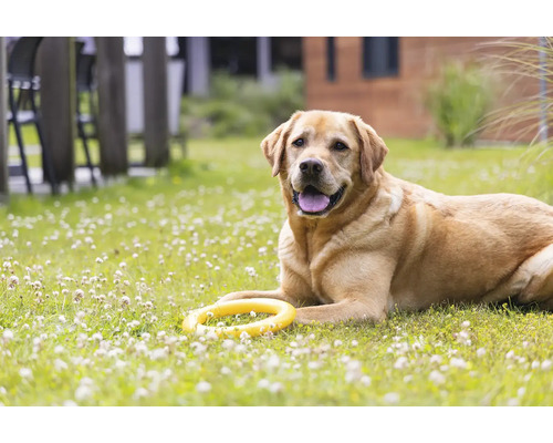 Labrador liegt mit Spielzeug im Garten
