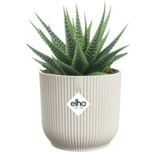 Haworthia-Topfpflanze in geripptem Pflanzgefäß