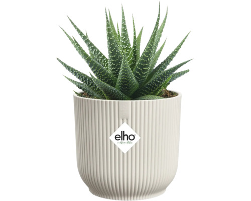 Haworthia-Topfpflanze in geripptem Pflanzgefäß