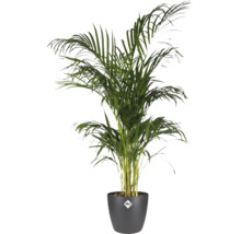 Areca Palme im Topf