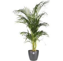 Areca Palme in einem Topf