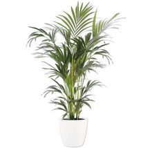 Areca Palme in einem weißen Topf