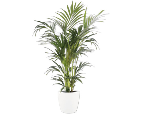 Areca Palme in einem weißen Topf