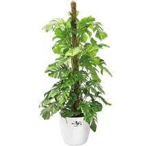 Monstera Zimmerpflanze mit Rankhilfe in einem Topf
